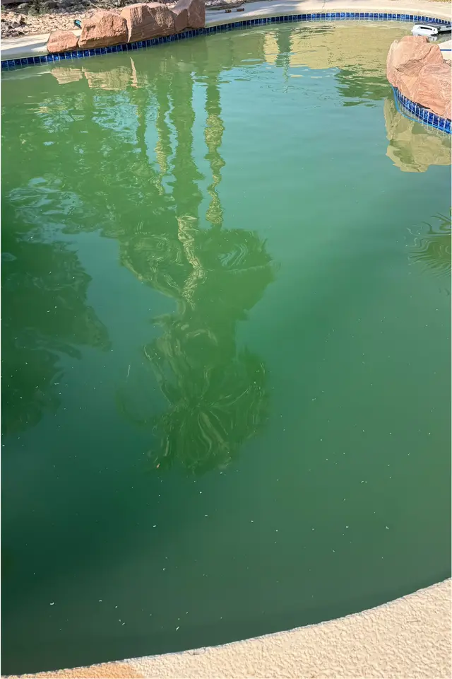 Backyard pool full of opaque dark green water reflecting palm trees