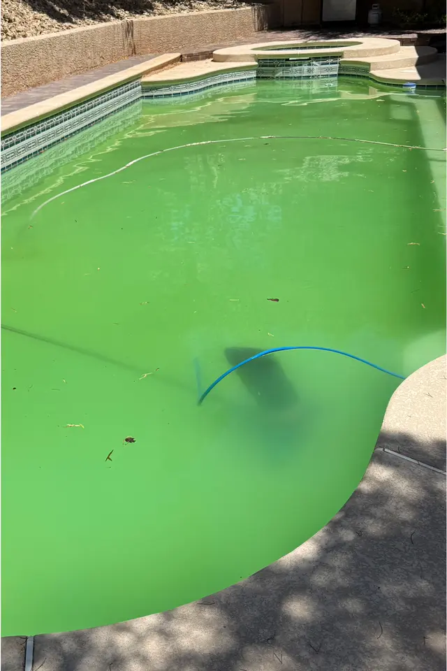 Pool filled with bright green water, a vacuum hose floating in it