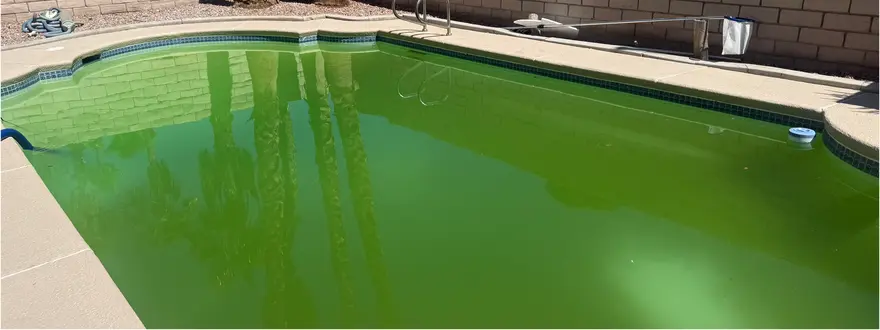 Rectangular pool full of opaque green water beside a block wall